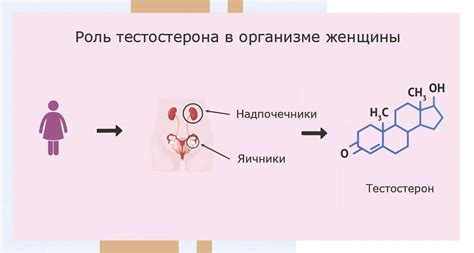  Роль тестостерона 